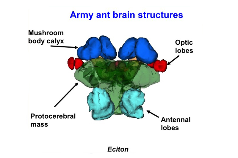 Seeing The Light: Army Ants Evolve To Regain Sight And More In Return ...